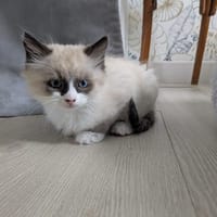 ALTO, chat à adopter