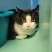 Figaro, chat à adopter