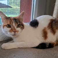 DODUE, chatte à adopter