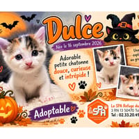 DULCE (Réservée), chatte à adopter