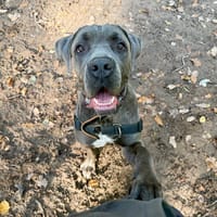 A'FLOKY, chien à adopter
