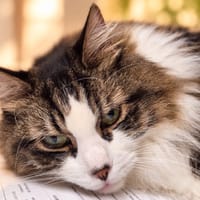 Tigrou, chat à adopter