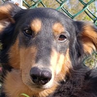 HELIOS, chien à adopter
