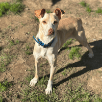 MURRAY, chien à adopter