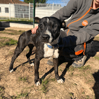 Muse, chienne à adopter