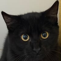 KORRIGAN, chat à adopter