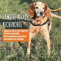 Holly, chienne à adopter