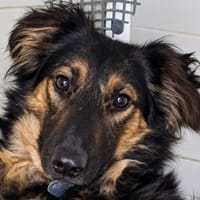 NAKARA, chienne à adopter
