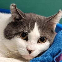 Kazh, chat à adopter
