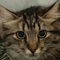 KENAVO, chat à adopter