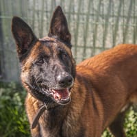 ROCKY, chien à adopter