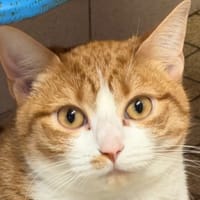 Kiara, chatte à adopter