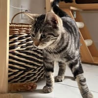 Goyave, chat à adopter