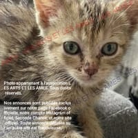 Ozora, chatte à adopter