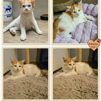 BODEGUA, chatte à adopter