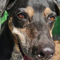 Pina, cane femmina da adottare
