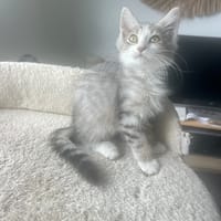 Yuki ( neige en Japonais), chat à adopter