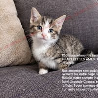 Babette, chatte à adopter