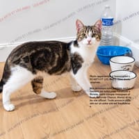 Coquelicot, chat à adopter