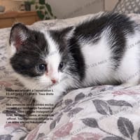 Berthe, chatte à adopter