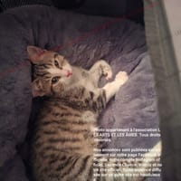 Mario, chat à adopter