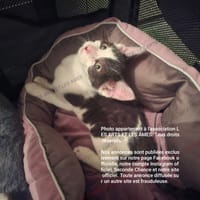 Craquotte, chatte à adopter