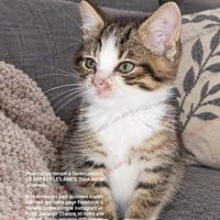 Blaise, chat à adopter