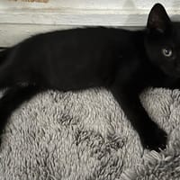 Guil, chat à adopter