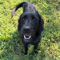 Yuki, cane femmina da adottare