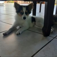 Harel, un spitz créole, chien à adopter