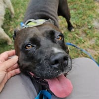 Paty, notre mamie créole en Normandie, chienne à adopter