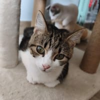 FLEUR, chatte à adopter