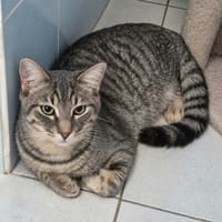 DÉSIRÉ, chat à adopter
