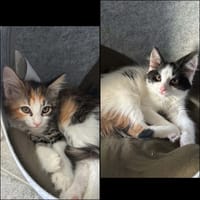 TI PUNCH & MARQUISETTE, chat à adopter