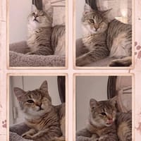 BRISTOL, chatte à adopter