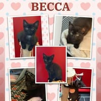 BECCA, chatte à adopter