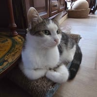 Alana, chatte à adopter