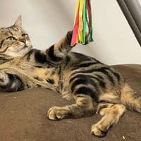 Grimm, chat à adopter