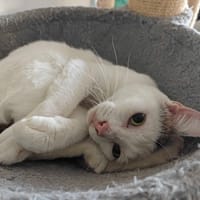 Joyeux, chat à adopter
