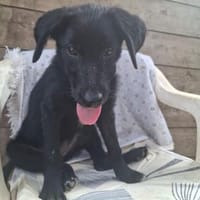 Roberta, Hündin zur Adoption