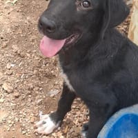 Alice, Hündin zur Adoption
