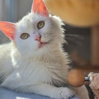 Süße Sandy -langhaarmix sucht Zuhause, Katze zur Adoption