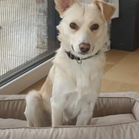 MUKI (ehemals Aladin) SUCHT SEINE MENSCHEN!, Hund zur Adoption