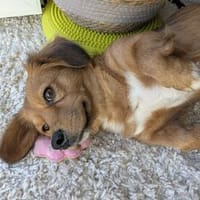 Minnie sucht ihr Für-immer-Zuhause, Hündin zur Adoption