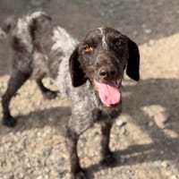 Lissi, sucht eine liebe Familie, Hündin zur Adoption