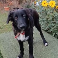 CAMUS  Familienanschluss gesucht, Hund zur Adoption