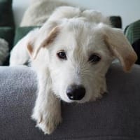 Der neugierige Yuki möchte die Welt entdecken!, Hund zur Adoption