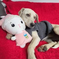 Casey sucht ihre Menschen, Hündin zur Adoption