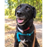 Dainty - wartet in 90455 Nürnberg, Hündin zur Adoption