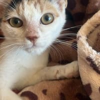 Holly sucht ihren Jackpot, Katze zur Adoption
